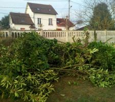 Un arbre qui empiétait sur l'emplacement de la futur construction a été élagué