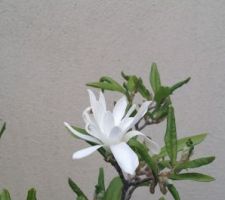 Dernière fleur du magnolia stellata