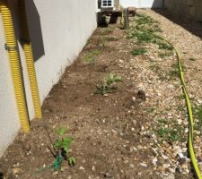 Jardin - Pieds de tomates repiqués dehors, semis de février/mars