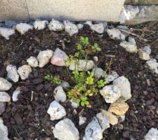 Jardin - Rosier qui reprend