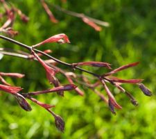 Acer dissectum Garnet