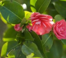 Camelia