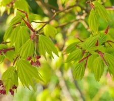 Acer shirasawanum jordan