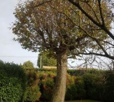 Arbre sur le terrain