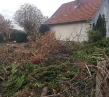 Arbre sur le terrain