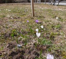 Printemps ! la neige à peine partie, déjà des crocus ! :-)