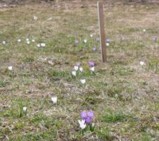 Printemps ! La neige à peine partie, déjà des crocus :-)