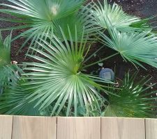 Fan de palmiers