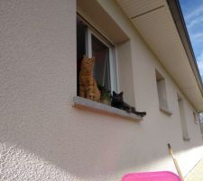 Les chats ont adopté leur maison ++