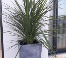 Les Cordyline plantés dans nos gros pots aujourd hui