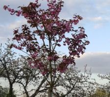 Prunus serrulata kanzan. Il a bien grandi mon chouchou depuis 1an.