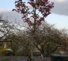 Prunus serrulata kanzan.