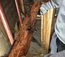 Lisse basse de la douche complètement détruite par la petite vrillette