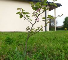 Arbres de Judée issus d'un semis sauvage :-)