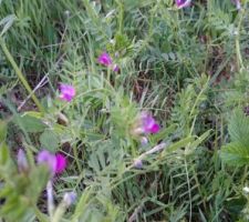 Le sainfoin est dans le pré
