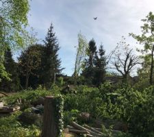 Arbres coup&eacute;s