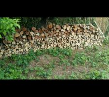 Du bois du bois et encore du bois sa sert toujours !