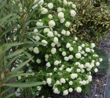 Les fleurs blanches au 29 avril 2018