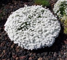 Les fleurs blanches au 29 avril 2018