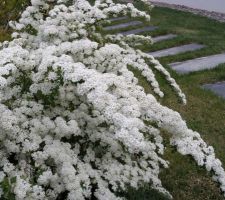 Les fleurs blanches au 29 avril 2018