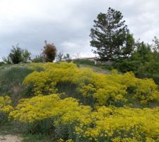 Les fleurs jaunes au 29 avril 2018