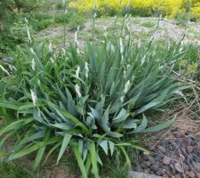 La verdure au 29 avril 2018