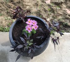 Aménagement de la terrasse avec quelques fleurs