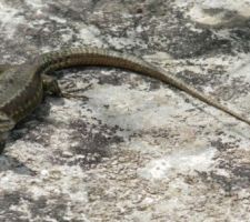 C'est beau la nature.
L'année dernière j'ai passé la semaine à Privas avec un scorpion noir de 7 à 8 cm dans la chambre.
Depuis, ma femme en voit partout.