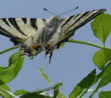 Un papillon magnifique, le Flamb&eacute;.