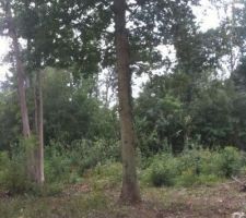 Le seul chenes qui a resist&eacute; &agrave; la tronconneuse