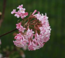 Viburnum bodnantense Dawn