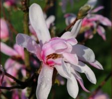 Magnolia loebneri Leonard Messel