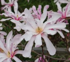 Magnolia loebneri Leonard Messel