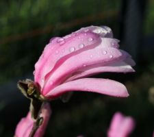 Magnolia loebneri Leonard Messel