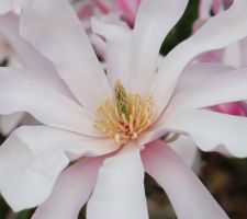 Magnolia loebneri Leonard Messel