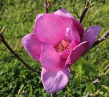 Magnolia Cleopatra