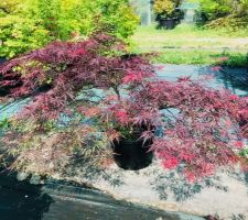 Acer Palmatum Dissectum Garnet