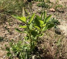 Ca pousse tout seul au fond du jardin... L'année dernière y avait une sorte de courge/melon qui avait poussé à cet endroit là. Surprise surprise pour cette année :)