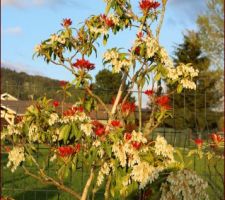 Pieris japonica 'Variegata' (Andromède, plante de terre de bruyère )