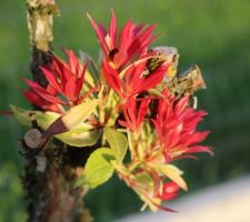 Nouvelles pousses, Pieris japonica 'Variegata'