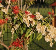 Pieris japonica 'Variegata' (Andromède, plante de terre de bruyère)