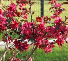 Pommier à fleurs (Malus Royalty)