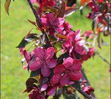 Pommier à fleurs (Malus Royalty)