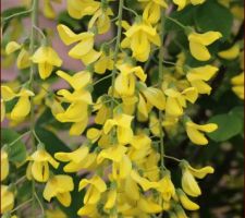 Une glycine jaune à feuilles de trèfles ?
Plutôt un cytise sauvage (Laburnum anagyroïdes)