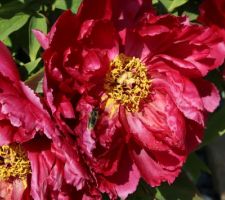 Pivoine arbustive