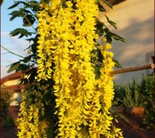 Laburnum watereri 'Vossii'