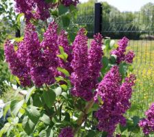 Lilas (Syringa vulgaris) 'Ludwig Späth'