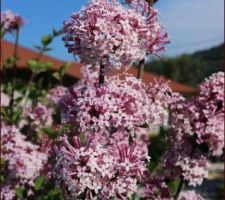 Lilas de Chine (Syringa 'Josee')