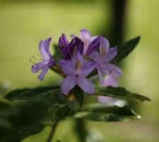 Rhododendron