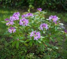 Rhododendron